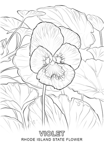 Rhode Island State Flower Coloring page