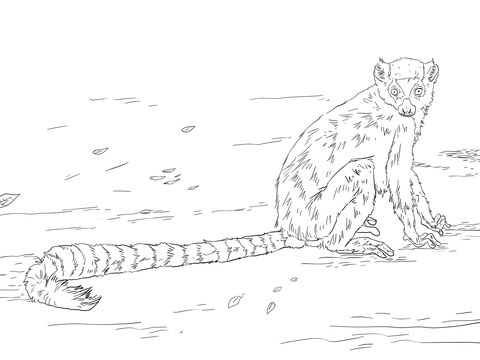 Ring Tailed Lemur Coloring page