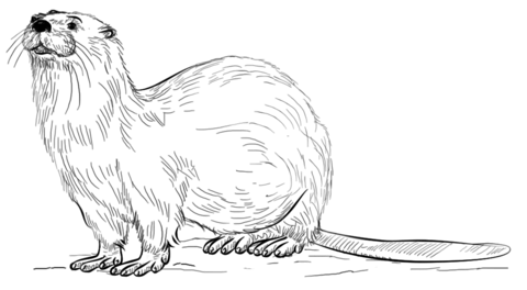 River Otter Coloring page
