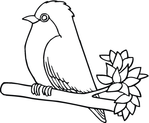 Robin bird Coloring page
