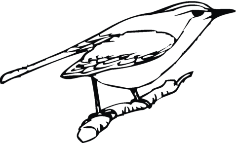 Perched Robin Coloring page