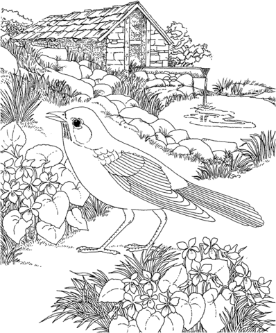 American Robin and Wood Violet Wisconsin State Bird and Flower Coloring page
