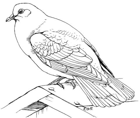 Rock Dove Coloring page