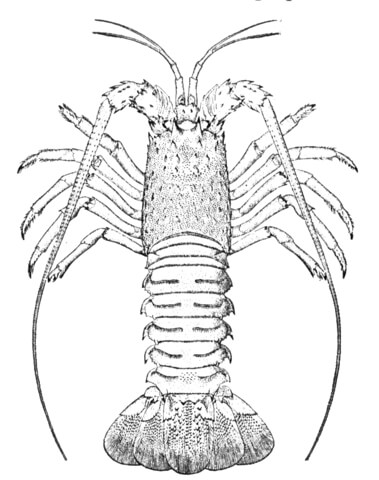 Rock Lobster Coloring page