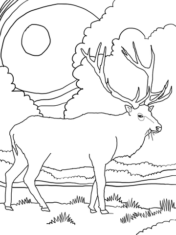 Rocky Mountain Elk Coloring page
