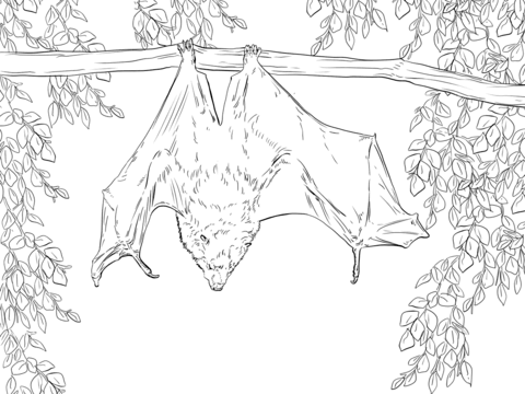 Rodrigues Fruit Bat Coloring page