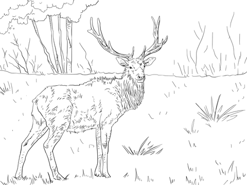 Roosevelt Elk Coloring page