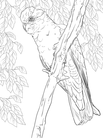 Rose Breasted Cockatoo or Galah Coloring page