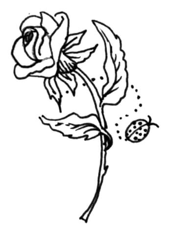 Rose with a ladybird Coloring page