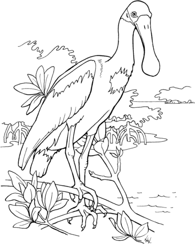 Roseate Spoonbill Coloring page