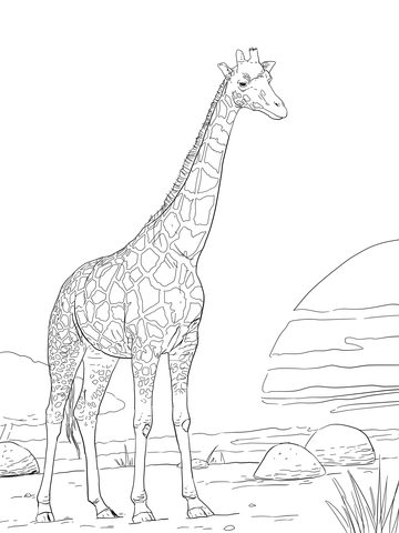 Rothschild Giraffe Coloring page
