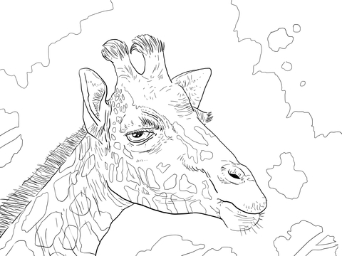 Rothschild Giraffe Head Coloring page