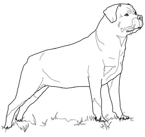 Rottweiler Coloring page