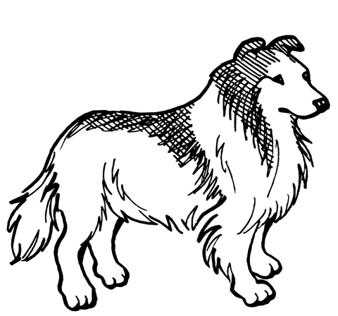 Rough Collie Dog Coloring page