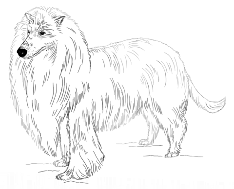 Long-haired collie Coloring page