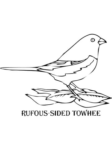 Rufous Sided Towhee Coloring page