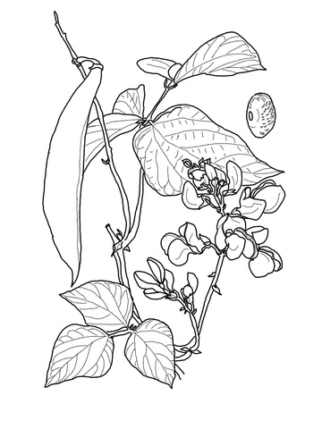 Runner Bean Coloring page