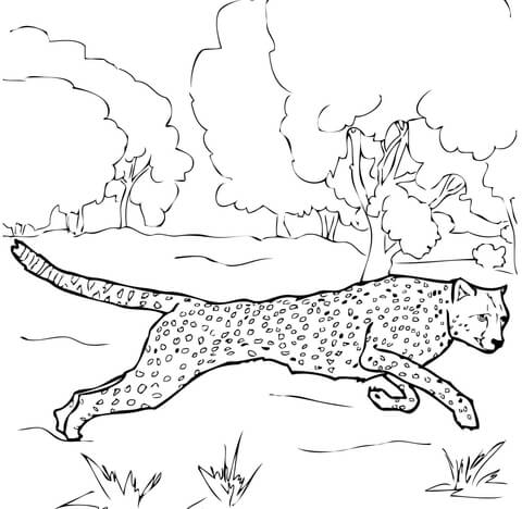 Running Cheetah Coloring page