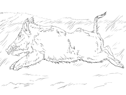Running Wild Boar Coloring page