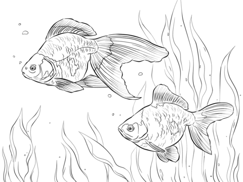 Ryukin Goldfishes  Coloring page