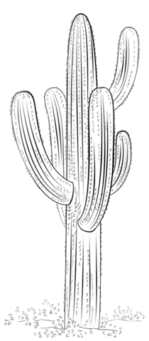 Saguaro cactus Coloring page