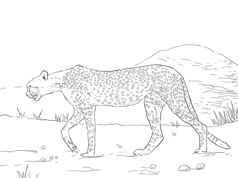 Saharan Cheetah Coloring page