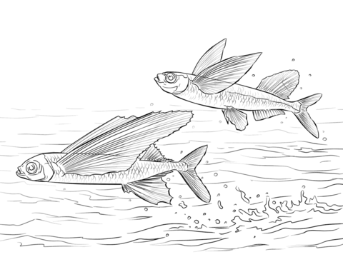 Sailfin Flying Fish And Common Atlantic Flying Fish Coloring page