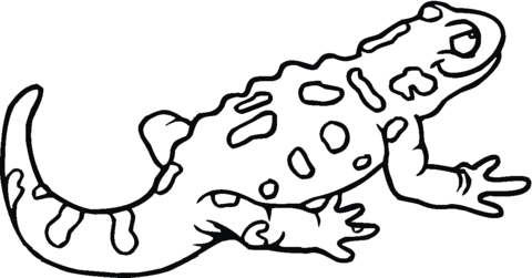 Spotted salamander Coloring page