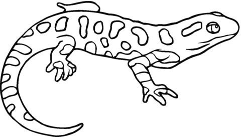 Yellow-spotted salamander Coloring page