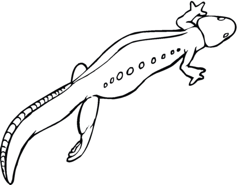 Salamander 4 Coloring page