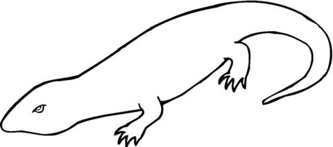 Salamander 6 Coloring page