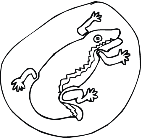 Salamander 7 Coloring page