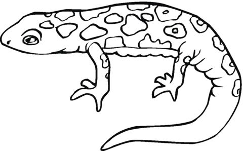 Salamander 8 Coloring page