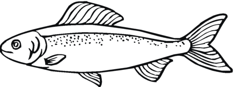 Salmon 17 Coloring page