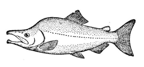 Salmon 2 Coloring page