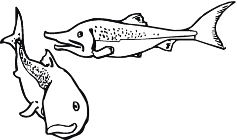 Salmon 6 Coloring page