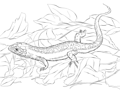 Sand Lizard Coloring page