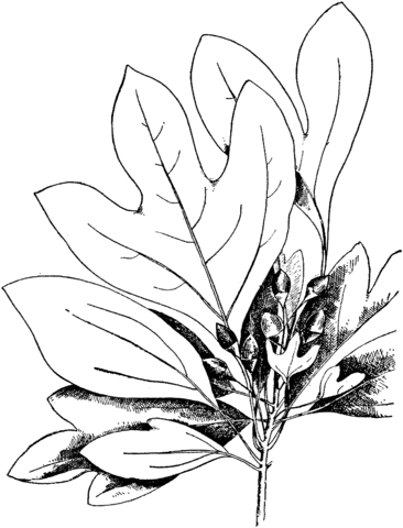 Sassafras Leaves Coloring page