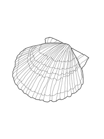Scallop Shell Coloring page