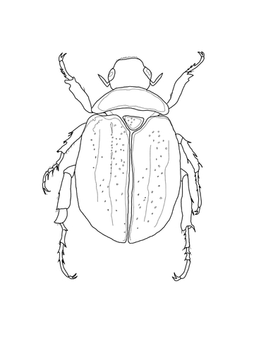 Scarab Beetle Coloring page