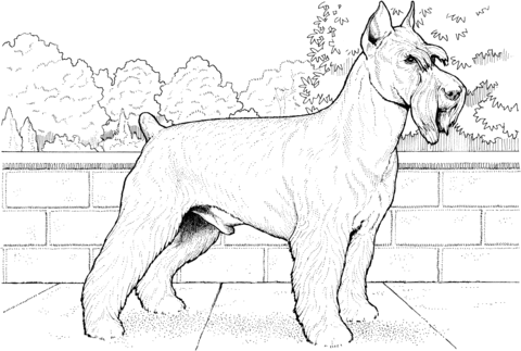 Schnauzer Terrier Coloring page