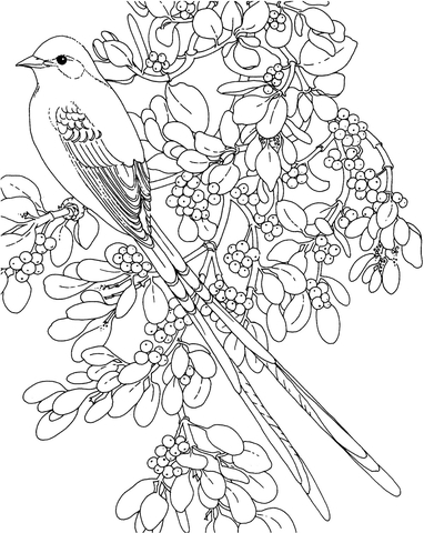 Oklahoma Scissor Tailed Flycatcher and Mistletoe flower Coloring page