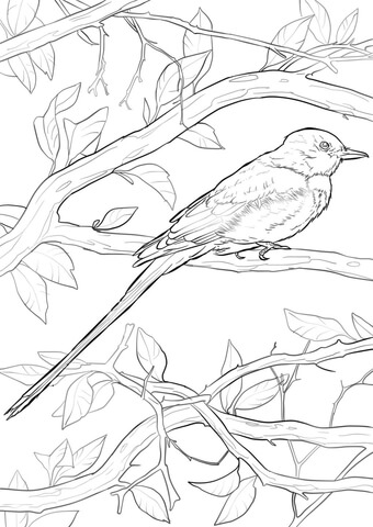 Scissor-tailed Flycatcher Coloring page