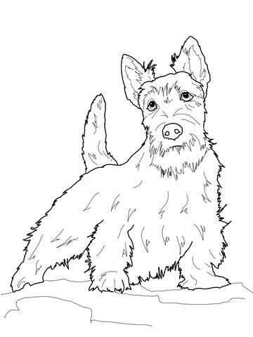 Scottish Terrier Coloring page