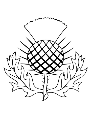 The thistle of Scotland  Coloring page