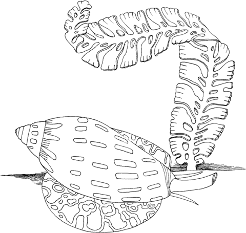 Sea Snail and Algae Coloring page