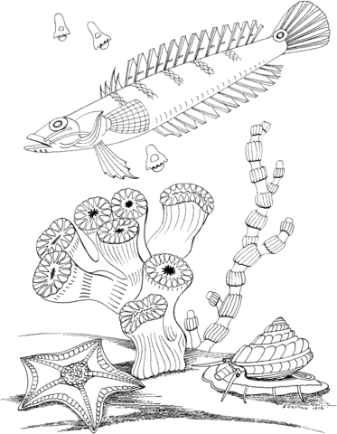 Sea Snail and Sea Star Coloring page