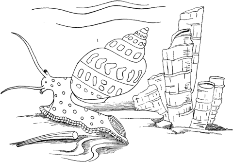 Sea Snail Coloring page
