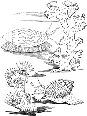 Sea Snails Coloring page