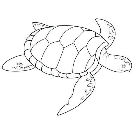 Sea Turtle Coloring page